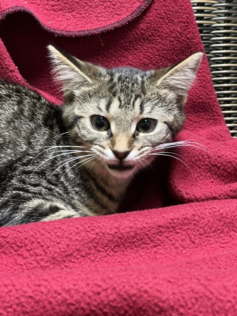 Clover, an adoptable Domestic Short Hair in Jackson, MI image 2/3