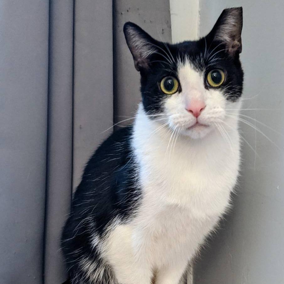 Willie (bonded Colby)