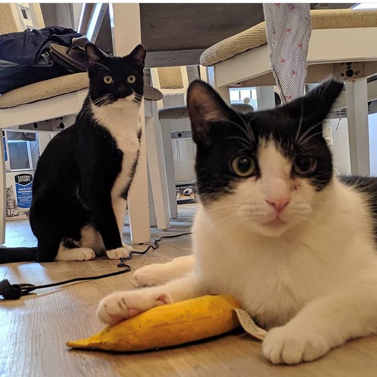 Willie (bonded Colby) — thumbnail 2