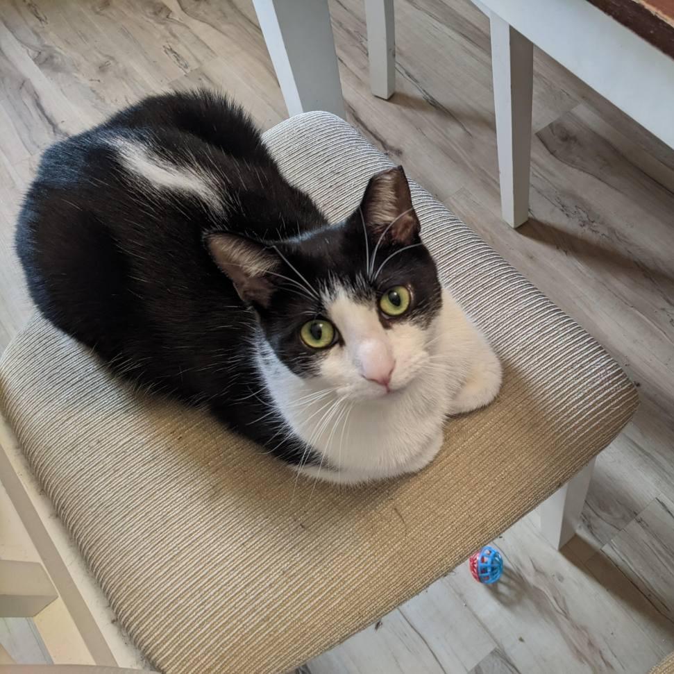 Willie (bonded Colby) — thumbnail 4