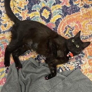 Enlarge Sabrina, an adopted mixed breed in Hyattsville, MD image 1/6