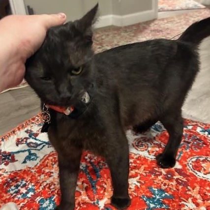 Enlarge Sabrina, an adopted mixed breed in Hyattsville, MD image 4/6