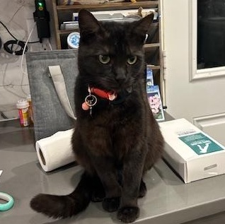 Enlarge Sabrina, an adopted mixed breed in Hyattsville, MD image 3/6