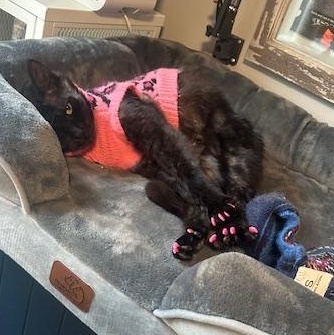 Enlarge Sabrina, an adopted mixed breed in Hyattsville, MD image 5/6