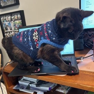 Enlarge Sabrina, an adopted mixed breed in Hyattsville, MD image 6/6