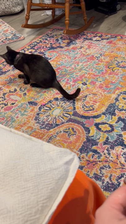 Enlarge Sabrina, an adopted mixed breed in Hyattsville, MD video 2/6