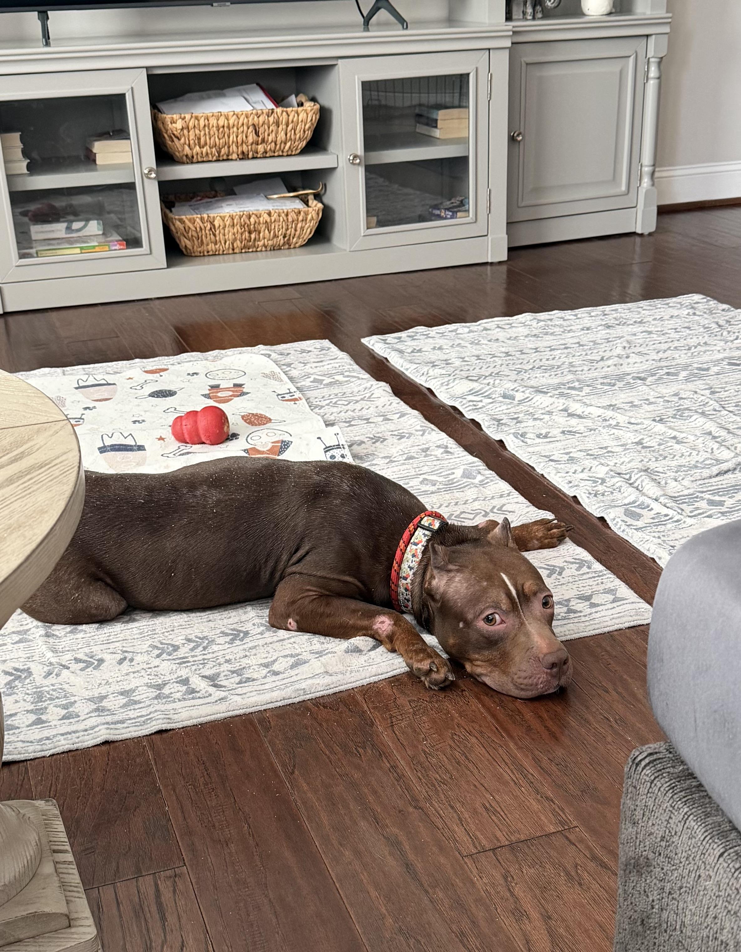 Enlarge Willow- Why won’t anyone pick me?, a Adoptable Mixed Breed in Conway, SC image 4/6