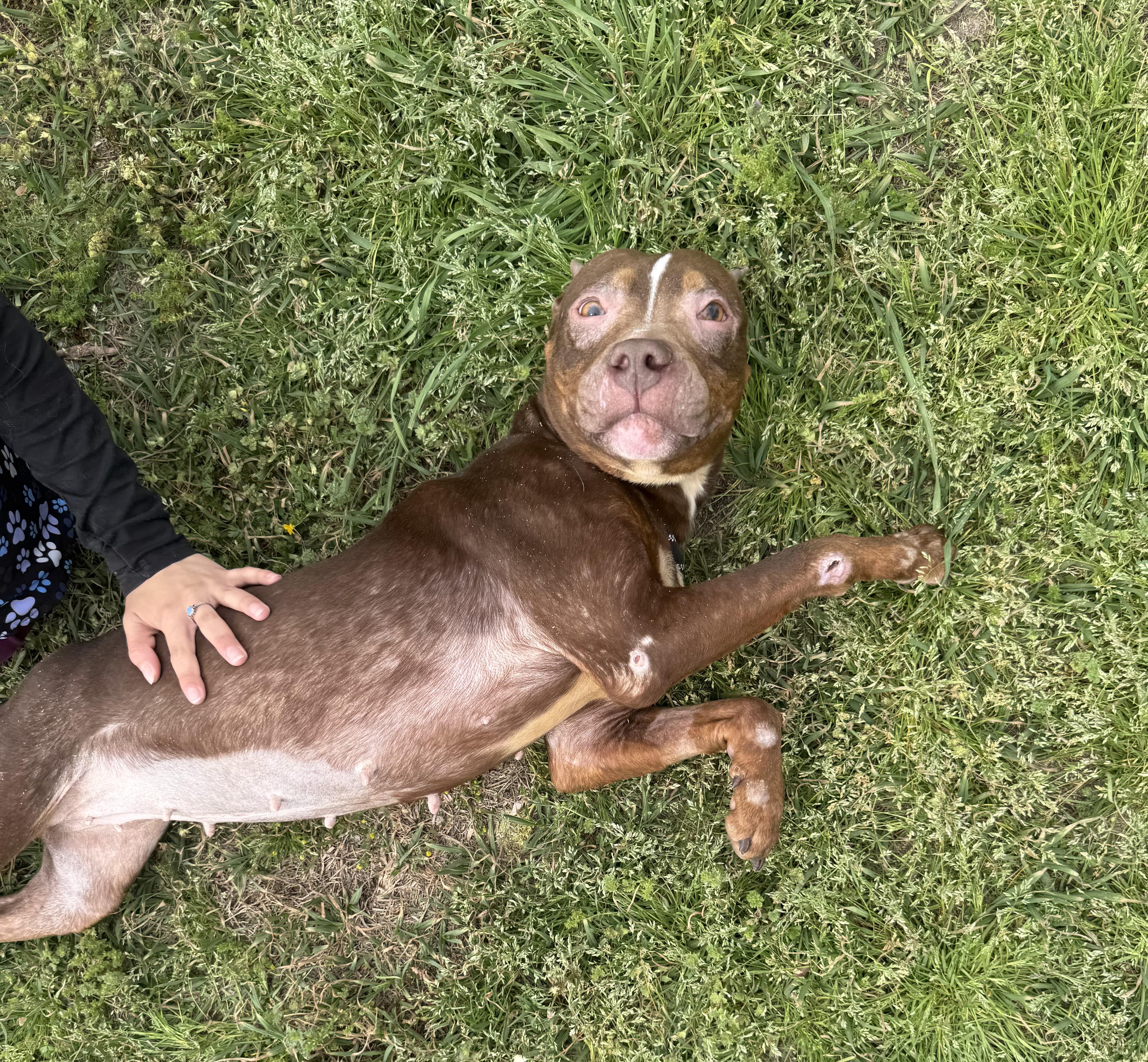 Enlarge Willow- Why won’t anyone pick me?, a Adoptable Mixed Breed in Conway, SC image 5/6
