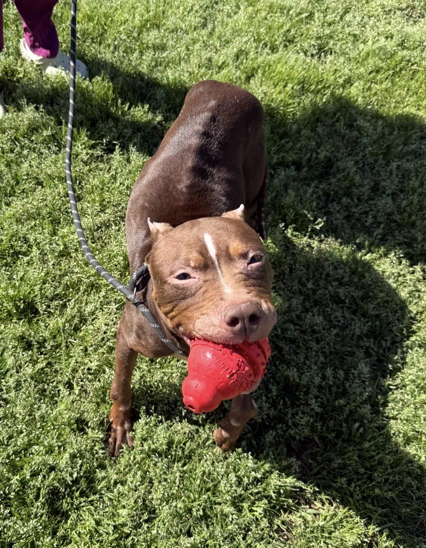 Enlarge Willow- Why won’t anyone pick me?, a Adoptable Mixed Breed in Conway, SC image 3/6