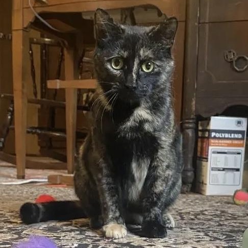 Enlarge Rosie , a ADOPTABLE Tortoiseshell in East Northport, NY image 1/1