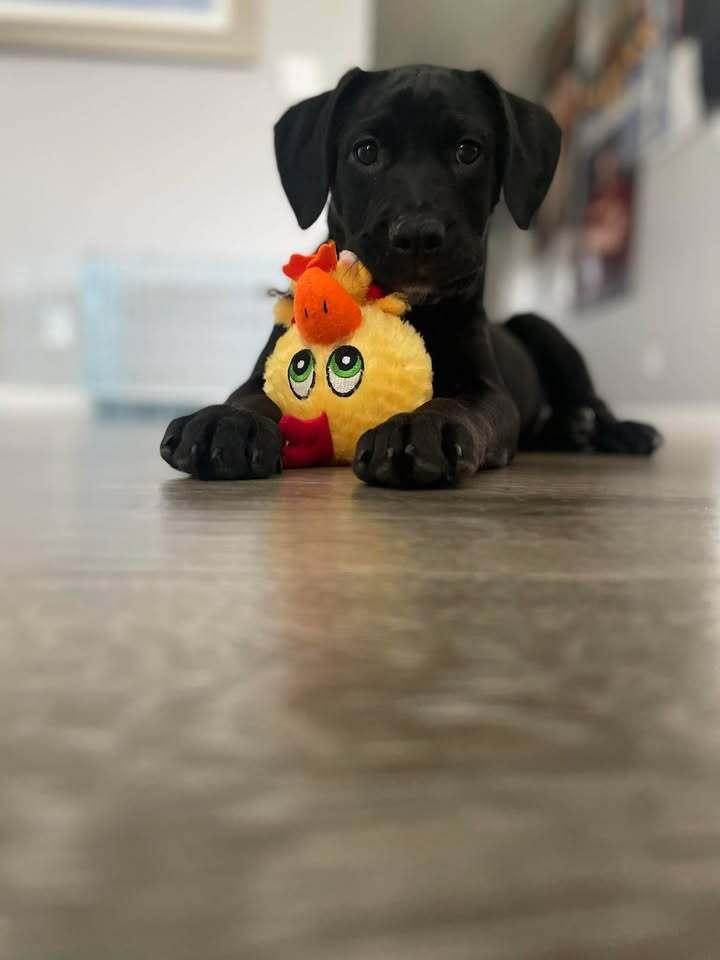 Paco, Adoptable, Puppy Male Labrador Retriever & Pit Bull Terrier.