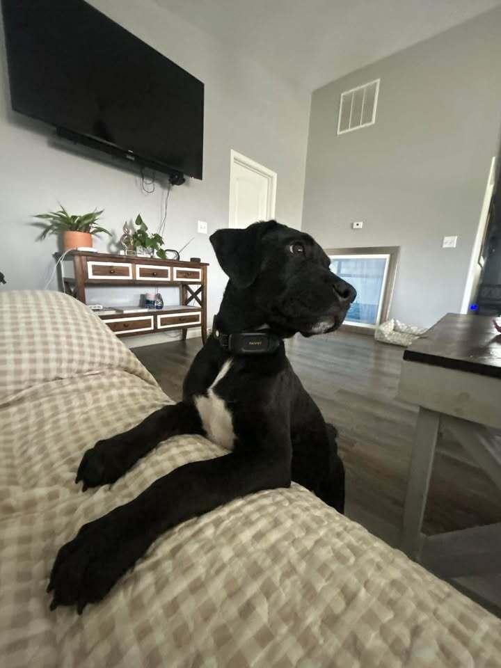 Paco, a Adoptable mixed breed image 2/2