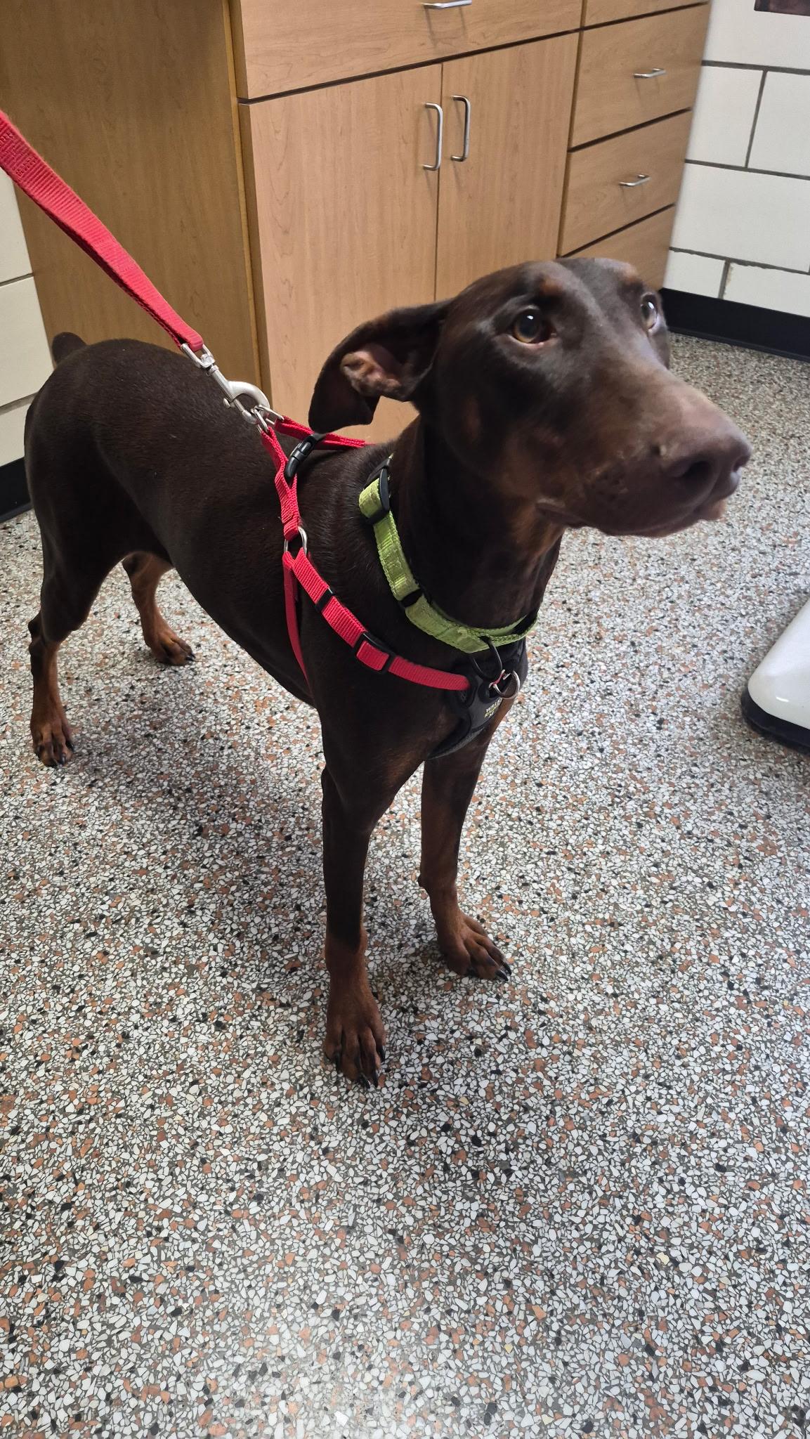 Maggie, a ADOPTABLE Doberman Pinscher in Louisville, KY image 2/3