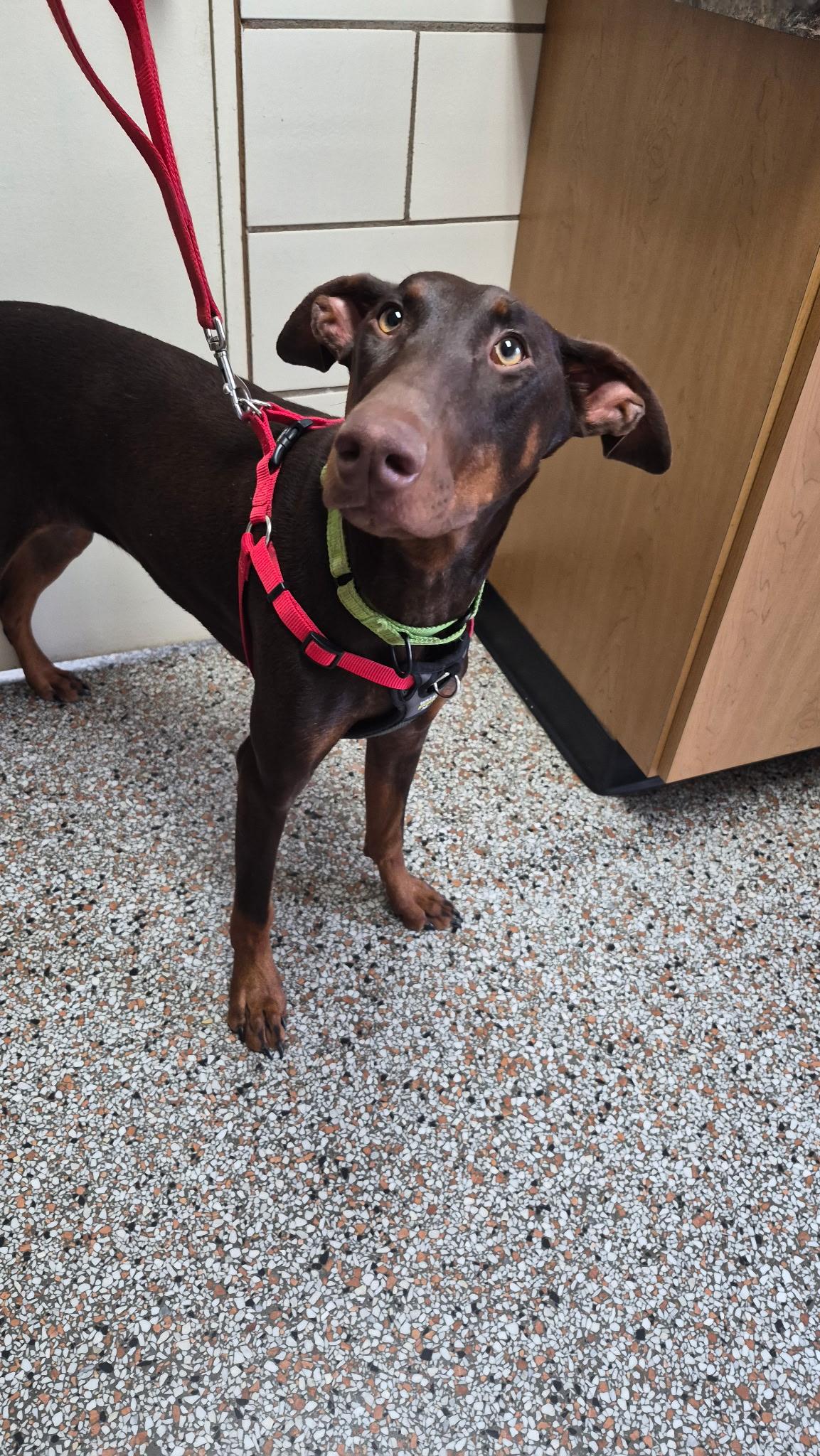 Maggie, a ADOPTABLE Doberman Pinscher in Louisville, KY image 3/3