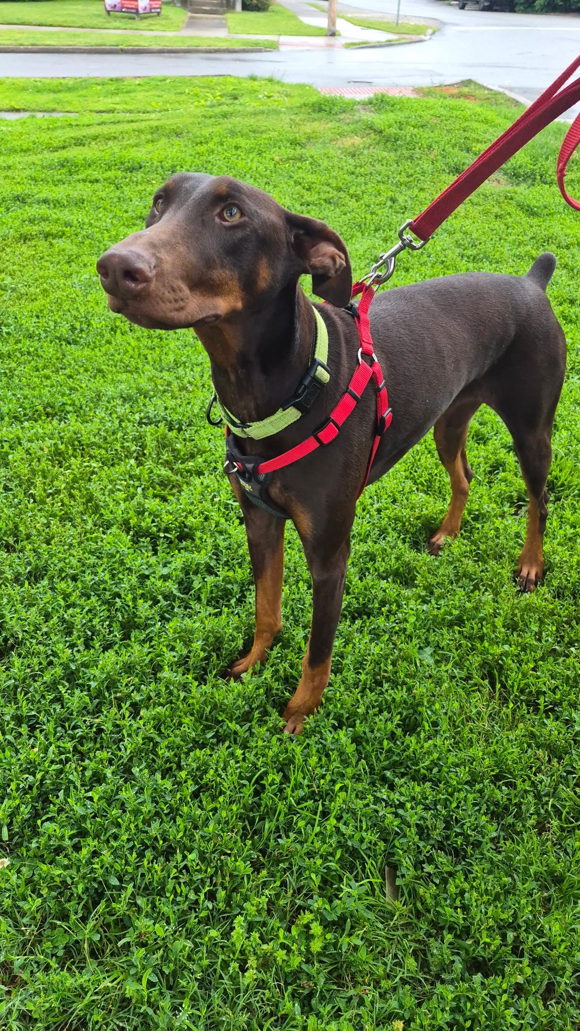 Maggie, a ADOPTABLE Doberman Pinscher in Louisville, KY image 1/3