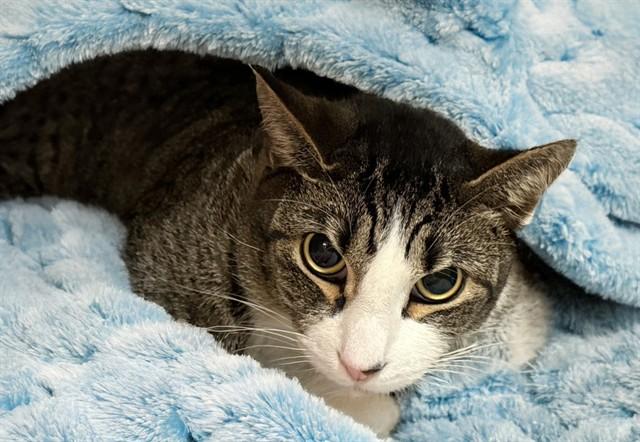 TOM, Adoptable, Adult Male Domestic Short Hair.