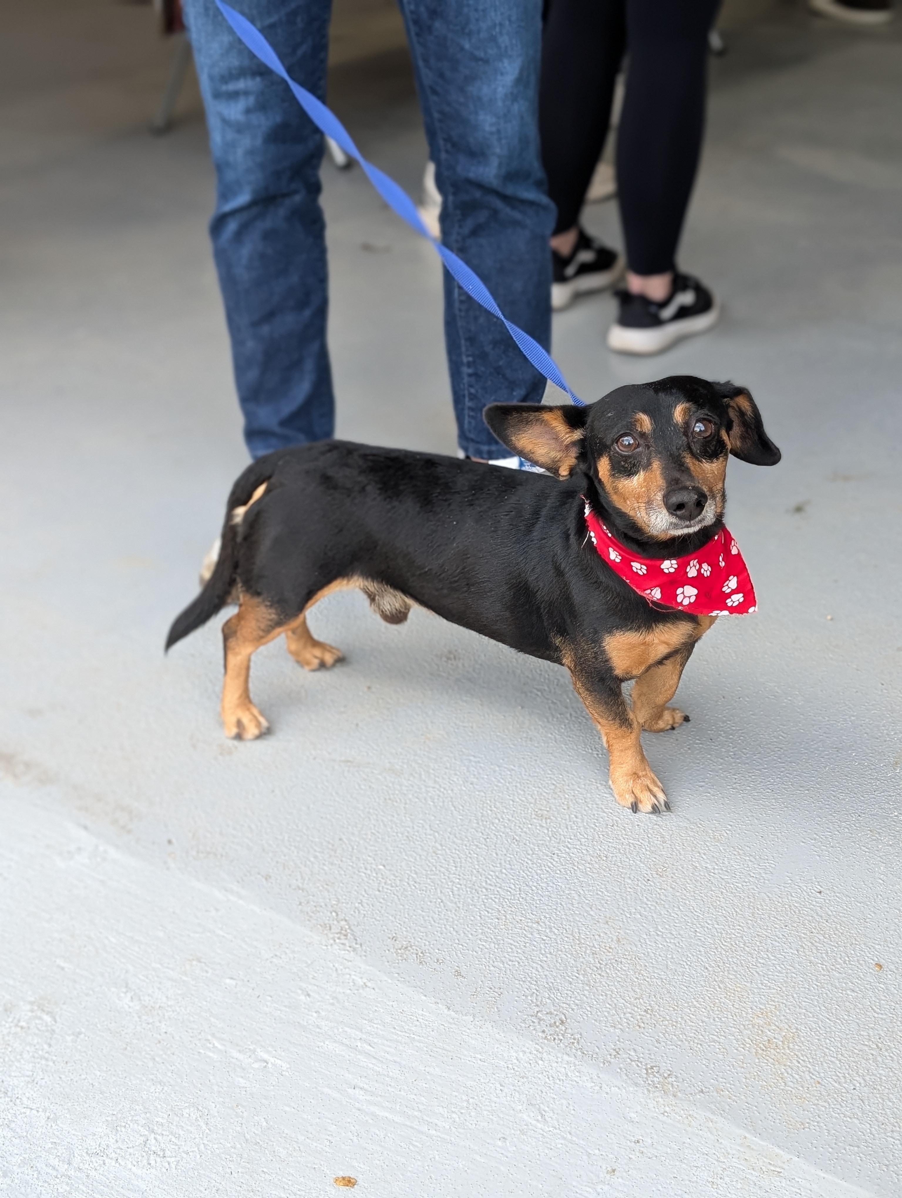 Prancer, an adopted mixed breed in Baton Rouge, LA image 1/3
