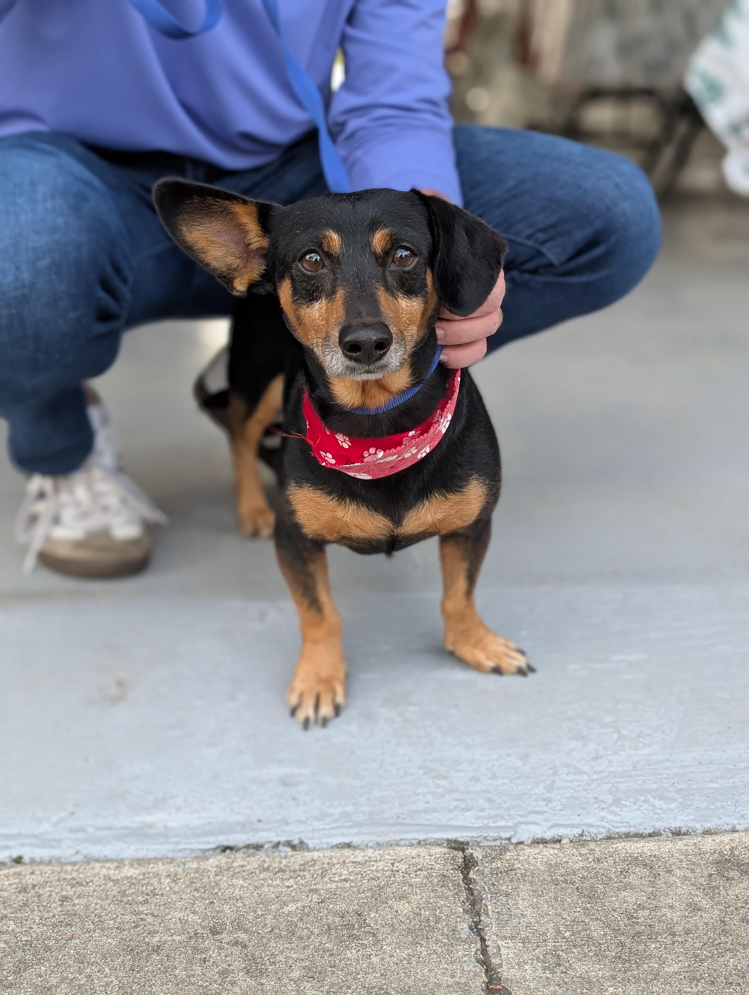 Prancer, an adopted mixed breed in Baton Rouge, LA image 2/3