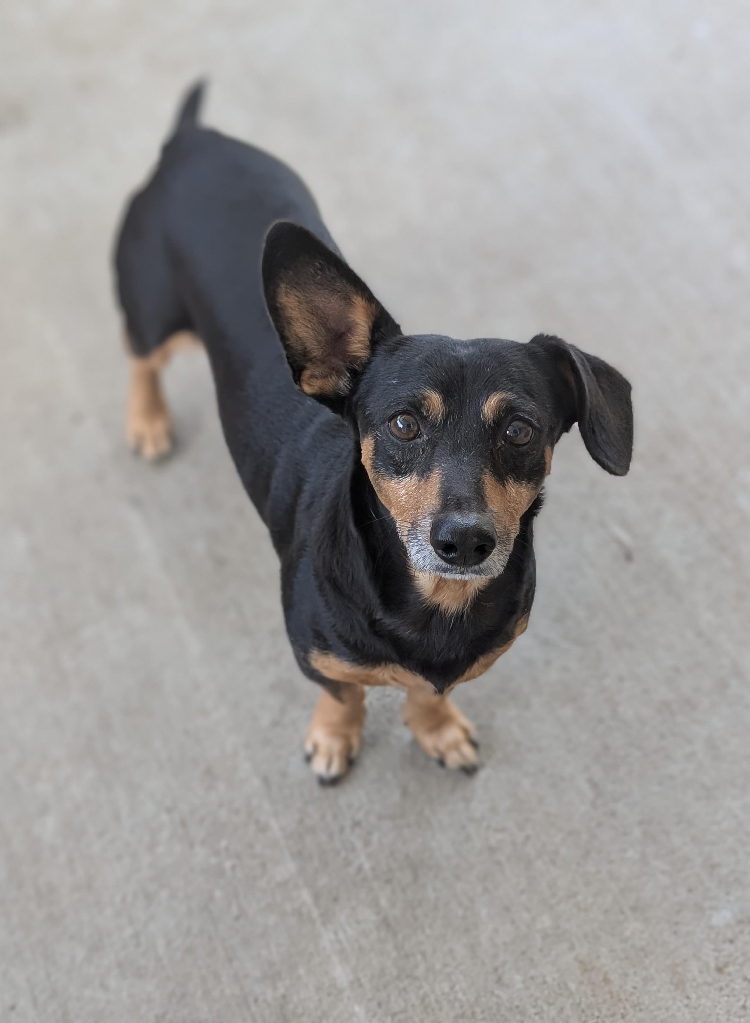 Prancer, Adoptable, Adult Male Dachshund.