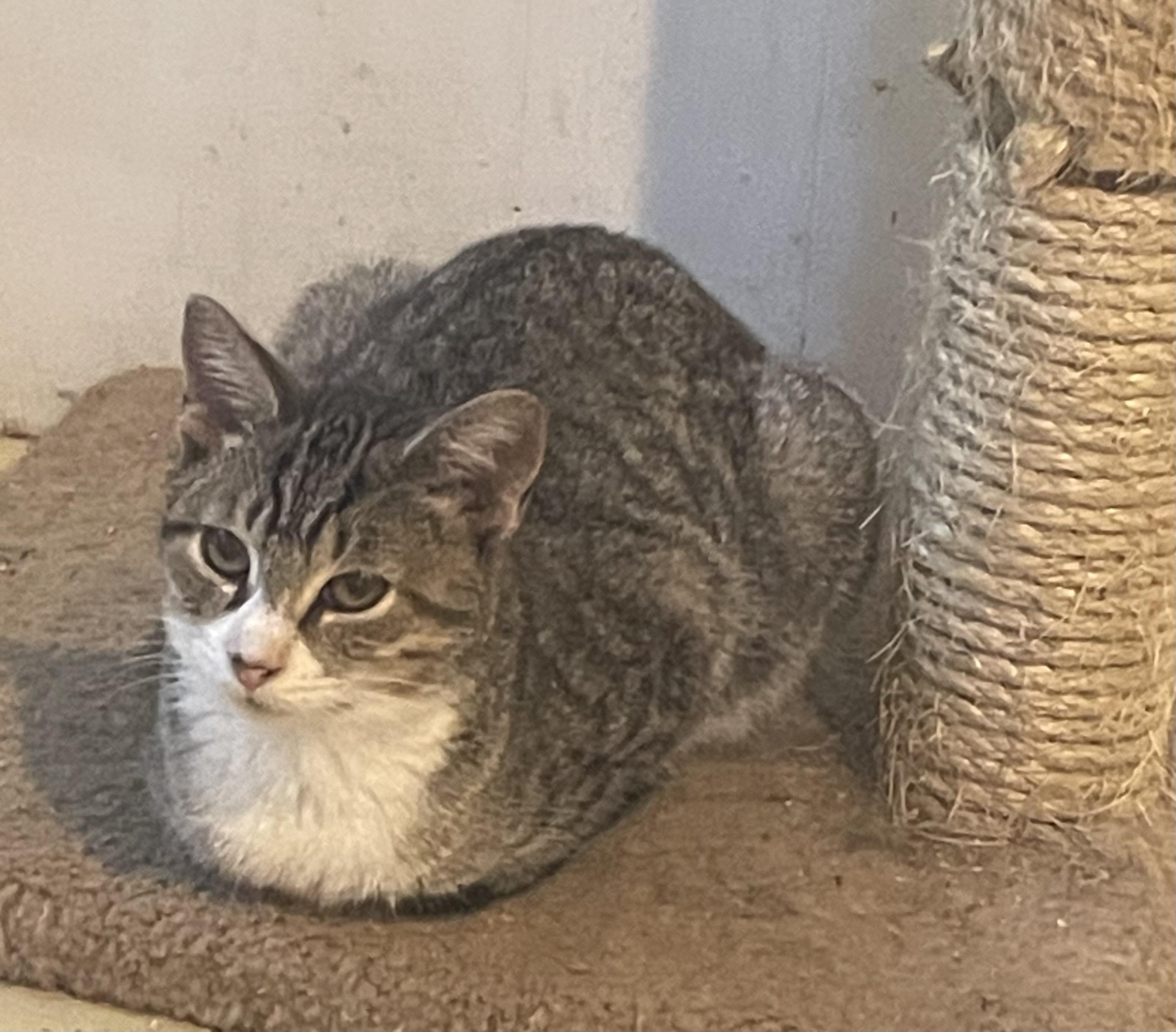 Sarah, Adoptable, Kitten Female Domestic Short Hair.