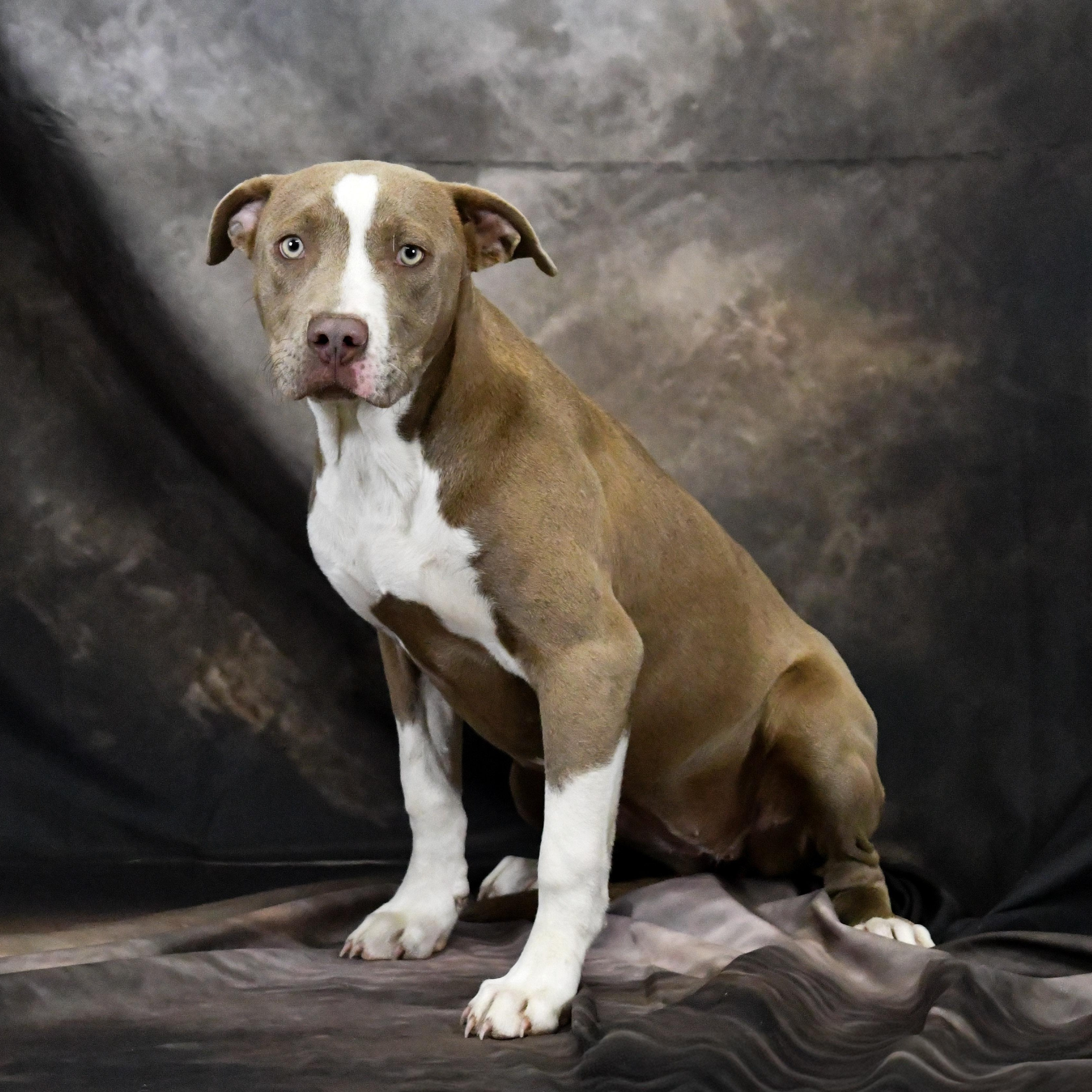 Shaniqua, a ADOPTABLE Mixed Breed in Defuniak Springs, FL image 2/2