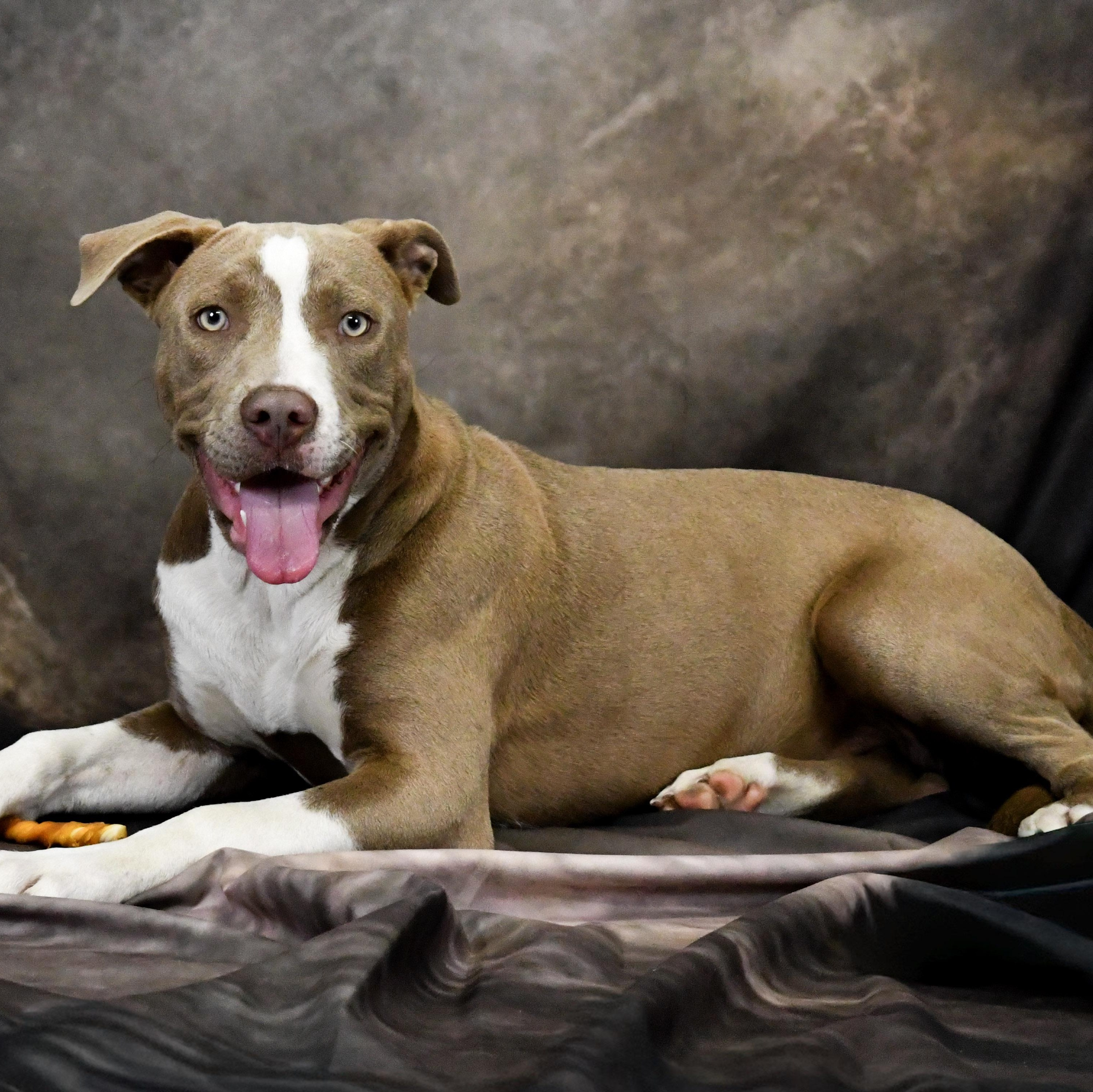 Shaniqua, ADOPTABLE, Young Female Mixed Breed.