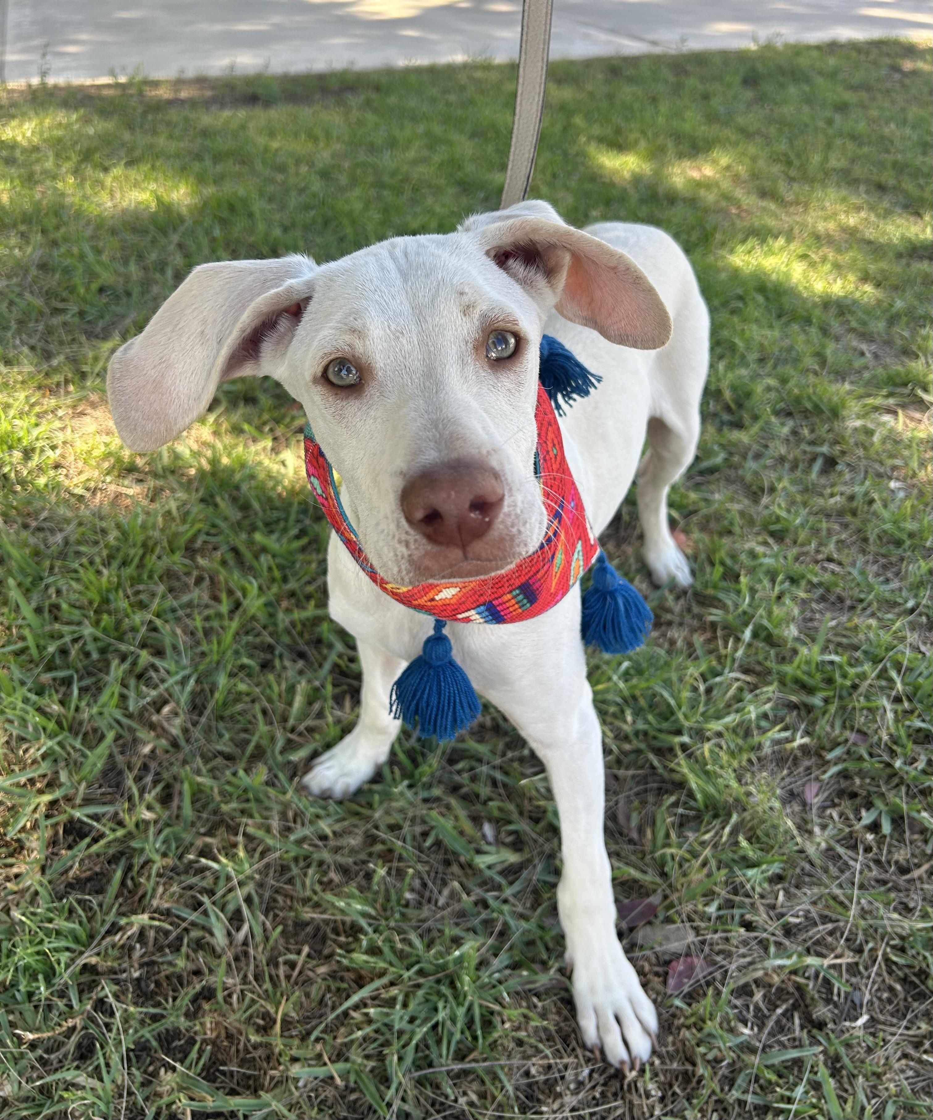Enlarge TONY, a ADOPTABLE mixed breed in Bell Gardens, CA image 3/6