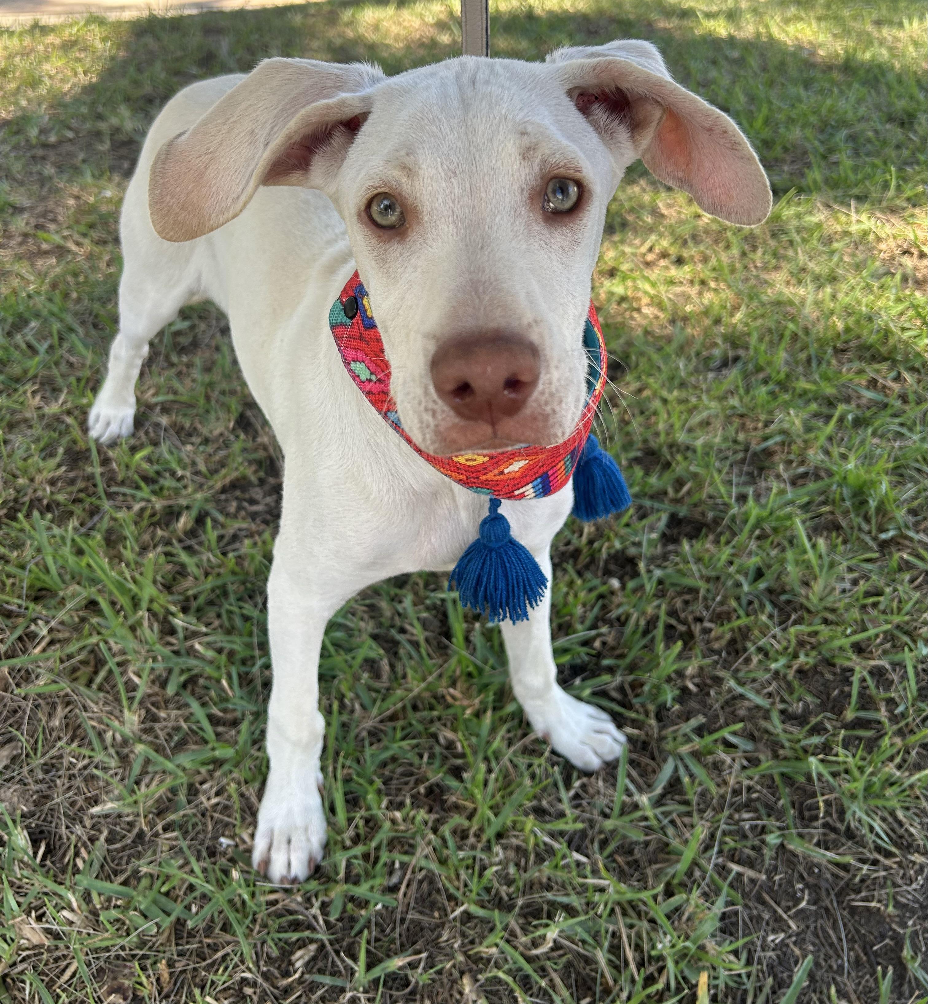 Enlarge TONY, a ADOPTABLE mixed breed in Bell Gardens, CA image 2/6