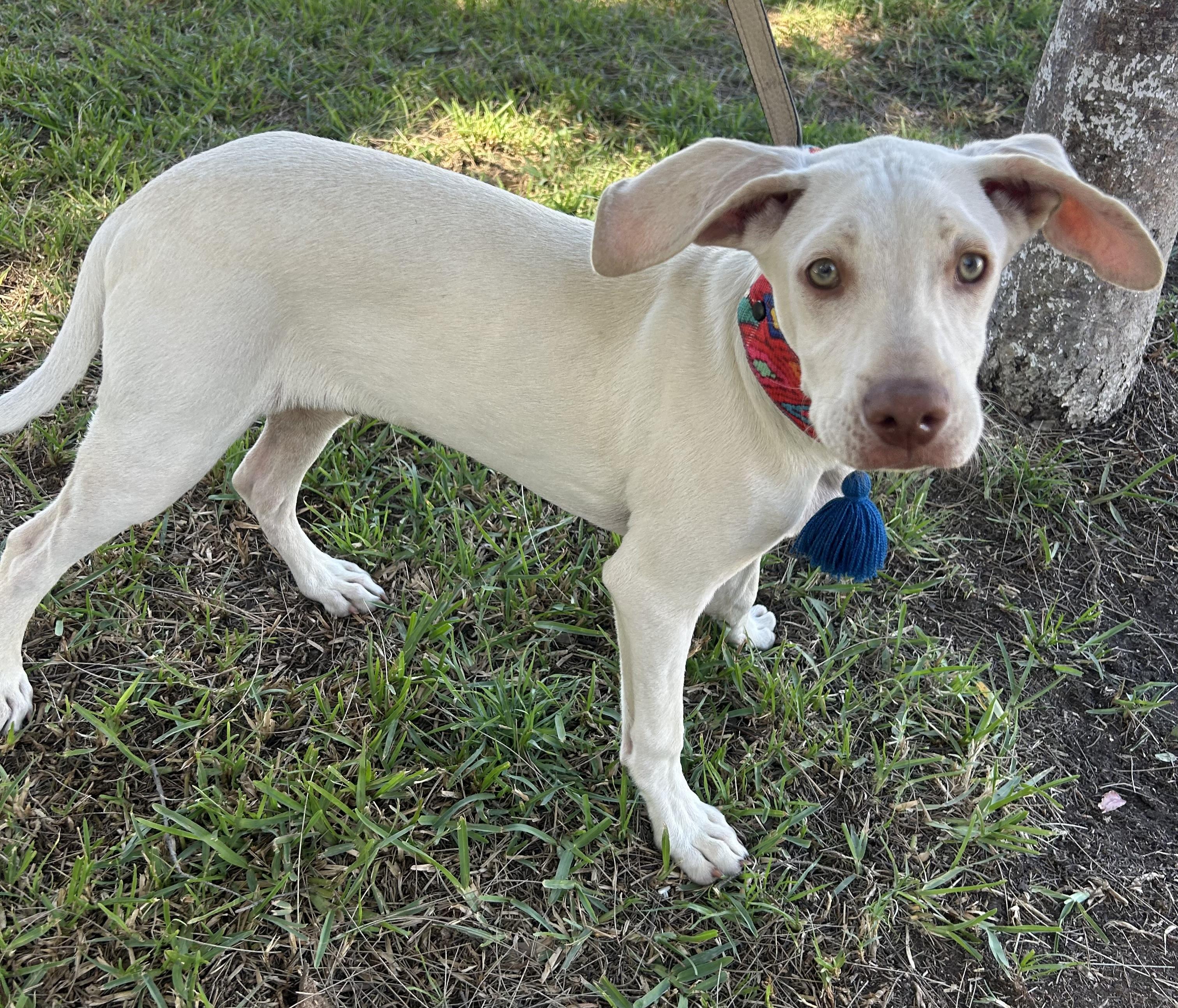 TONY, ADOPTABLE, Puppy Male English Pointer.