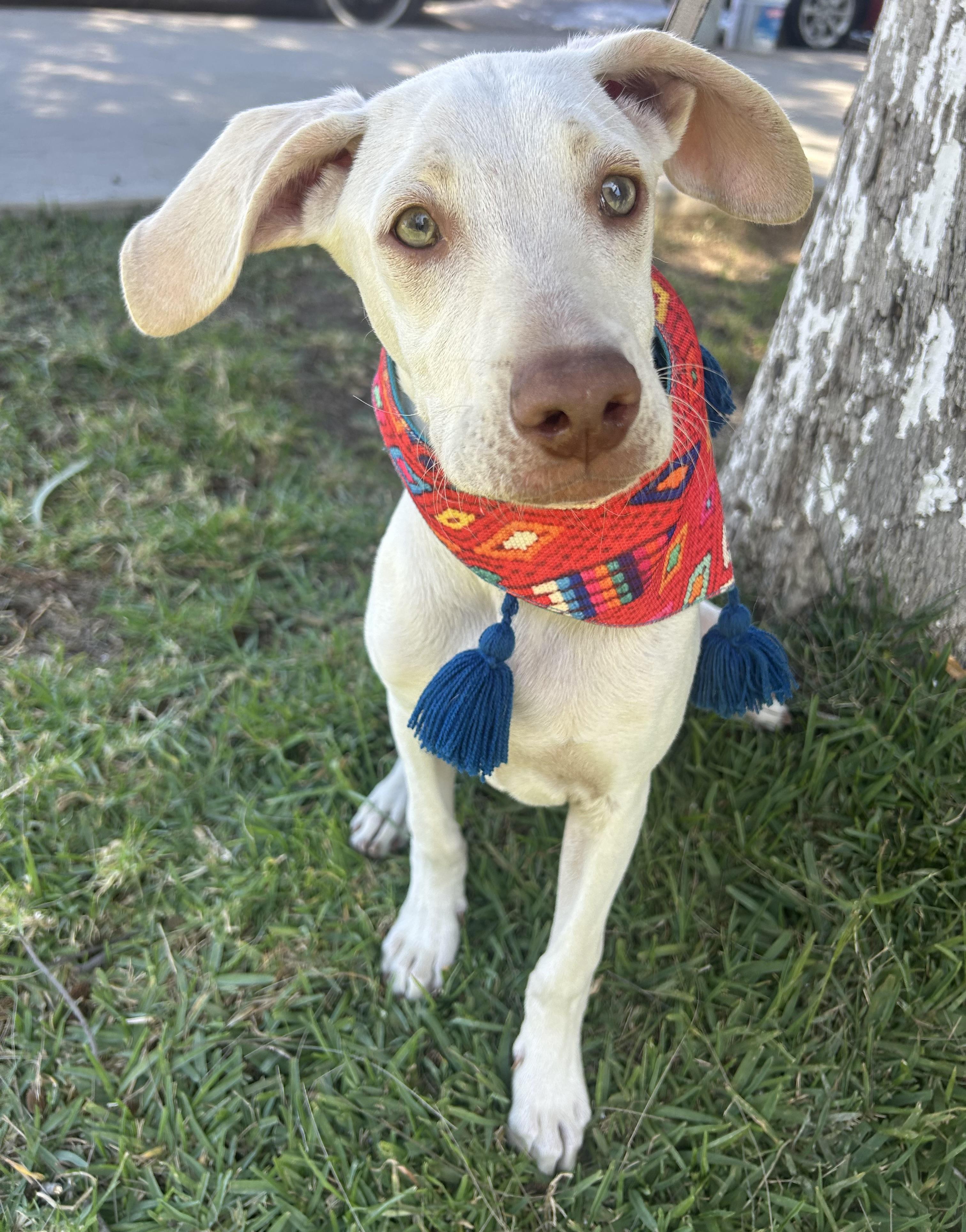 Enlarge TONY, a ADOPTABLE mixed breed in Bell Gardens, CA image 5/6