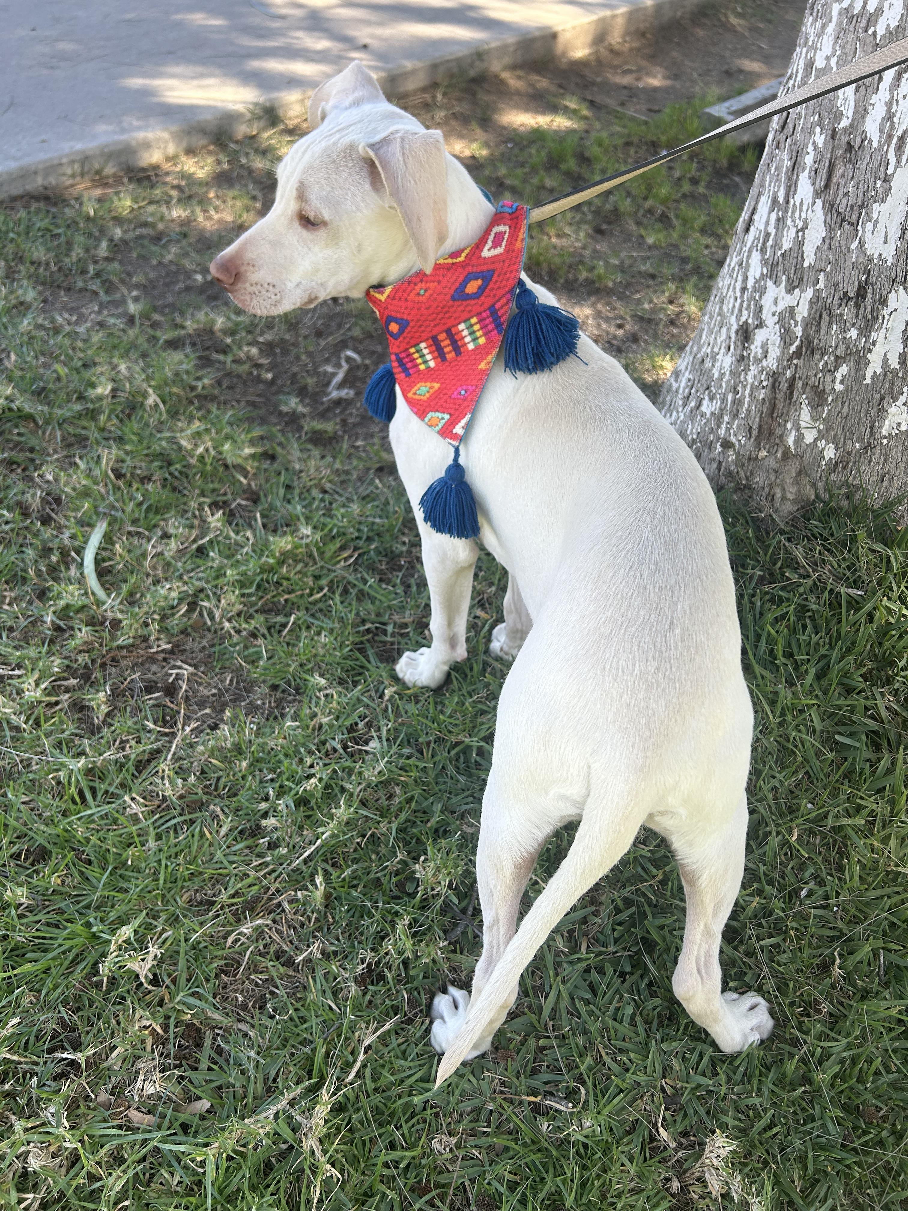 Enlarge TONY, a ADOPTABLE mixed breed in Bell Gardens, CA image 4/6
