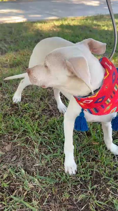 Enlarge TONY, a ADOPTABLE mixed breed in Bell Gardens, CA video 6/6
