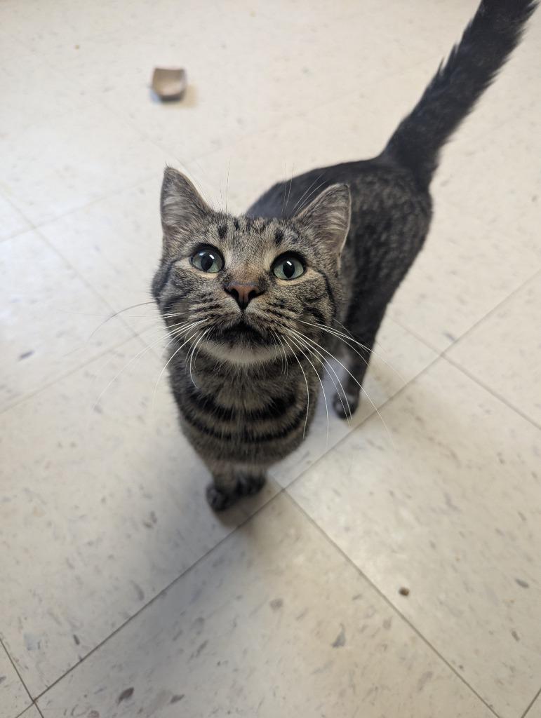 Enlarge April, a Adoptable mixed breed in Barron, WI image 2/6