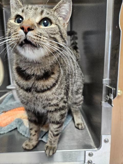 Enlarge April, a Adoptable mixed breed in Barron, WI image 3/6