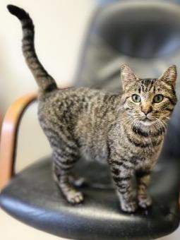 Enlarge April, a Adoptable mixed breed in Barron, WI image 4/6