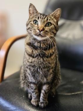 Enlarge April, a Adoptable mixed breed in Barron, WI image 5/6