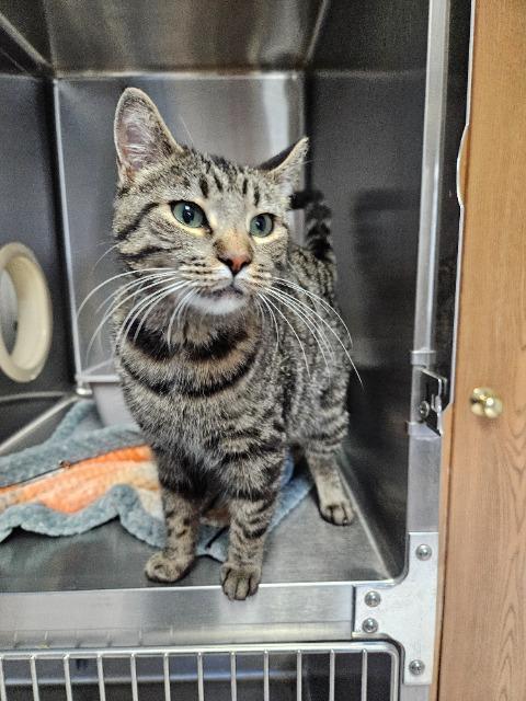 Enlarge April, a Adoptable mixed breed in Barron, WI image 6/6