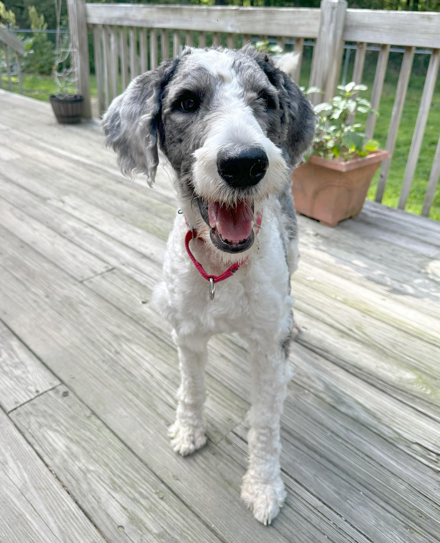 Phizer, Adopted, Young Male Old English Sheepdog & Standard Poodle.