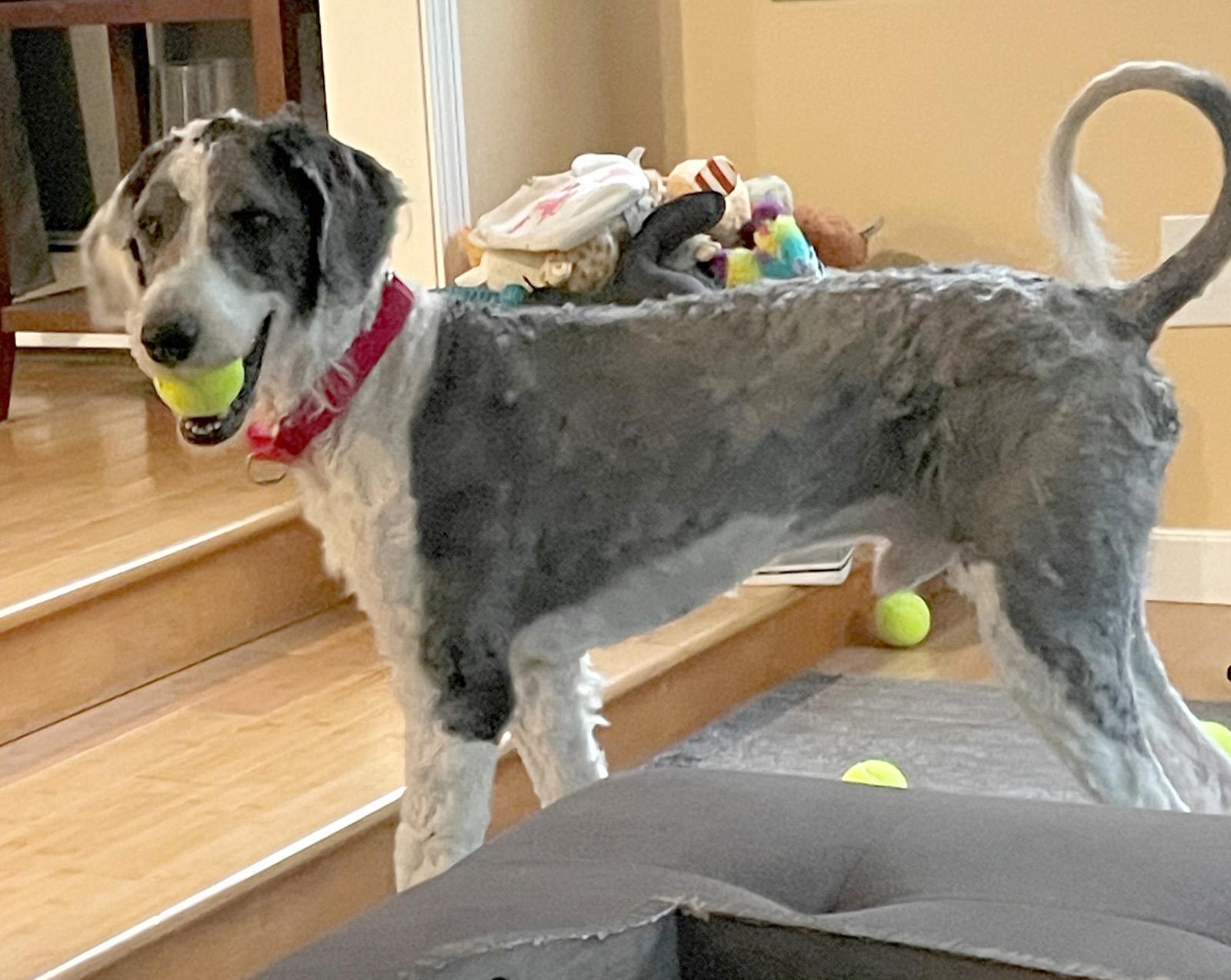 Enlarge Phizer, a Adopted mixed breed in Lincoln, MA image 2/3