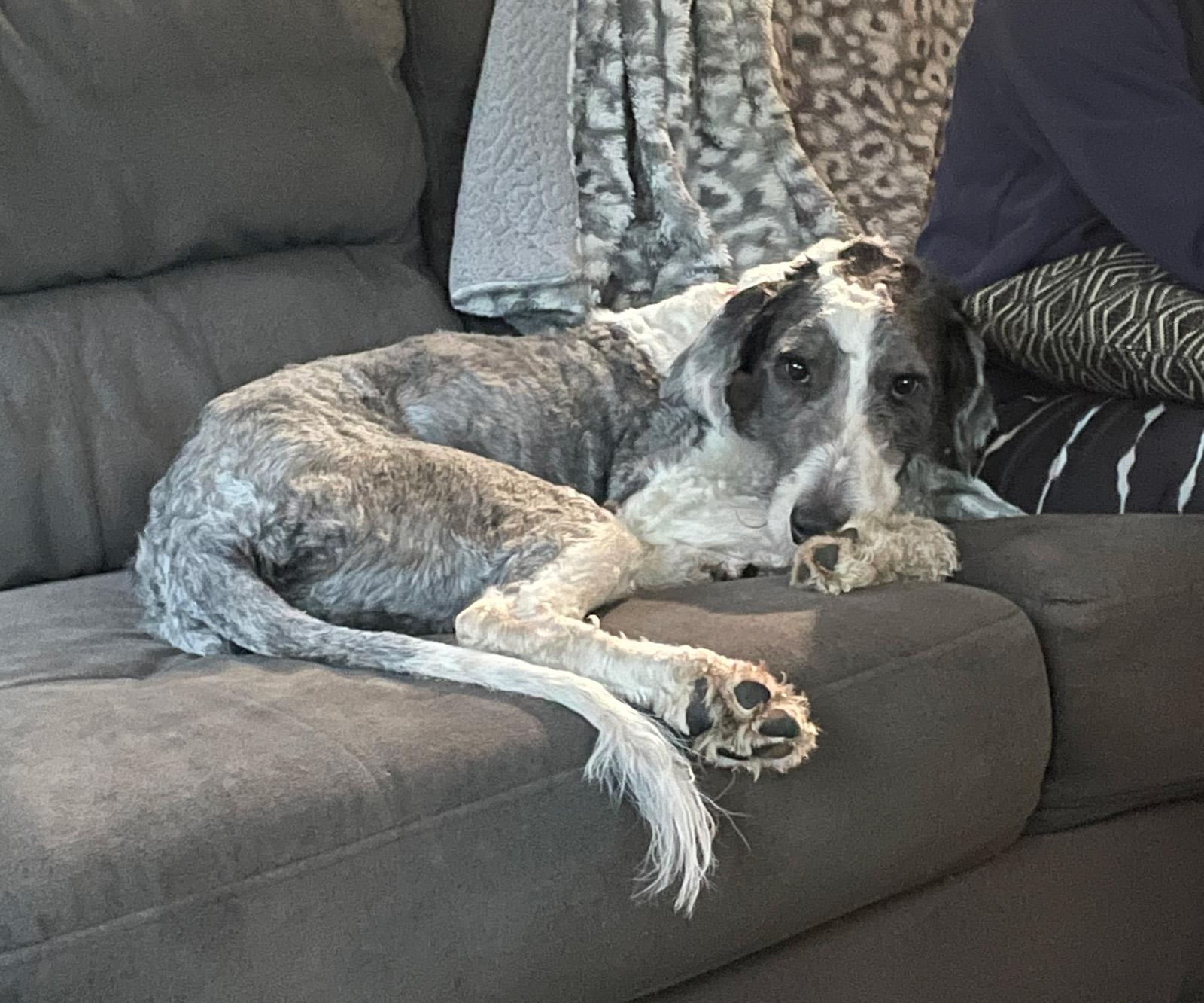 Enlarge Phizer, a Adopted mixed breed in Lincoln, MA image 3/3