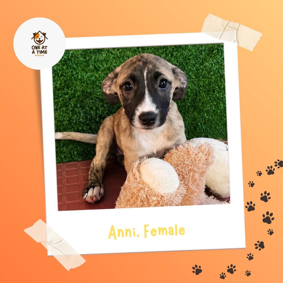 Anni, Adoptable, Puppy Female Shepherd.
