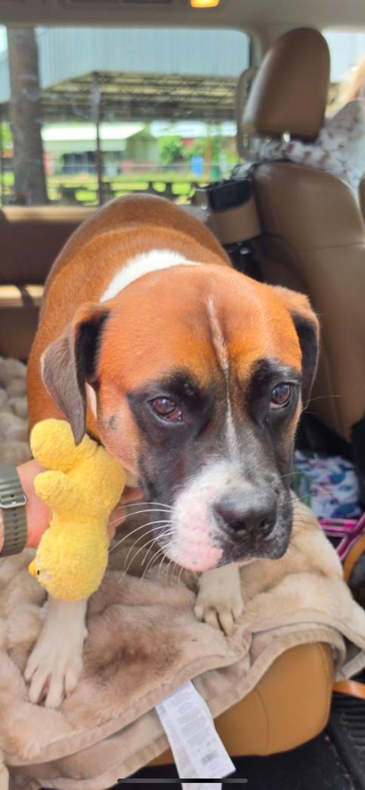 Enlarge Tyson, an adoptable mixed breed in Livingston, TX image 3/3