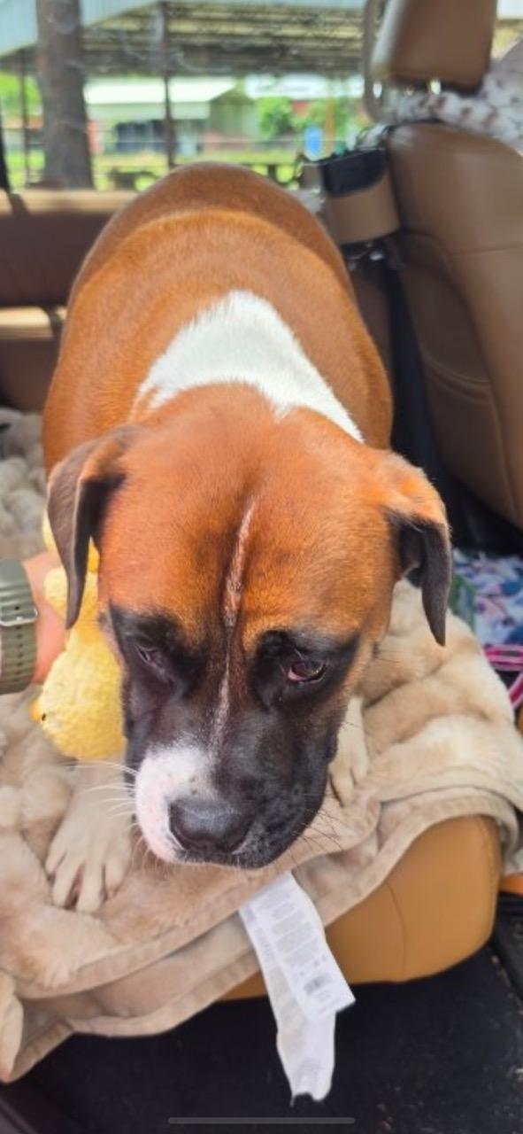 Enlarge Tyson, an adoptable mixed breed in Livingston, TX image 2/3