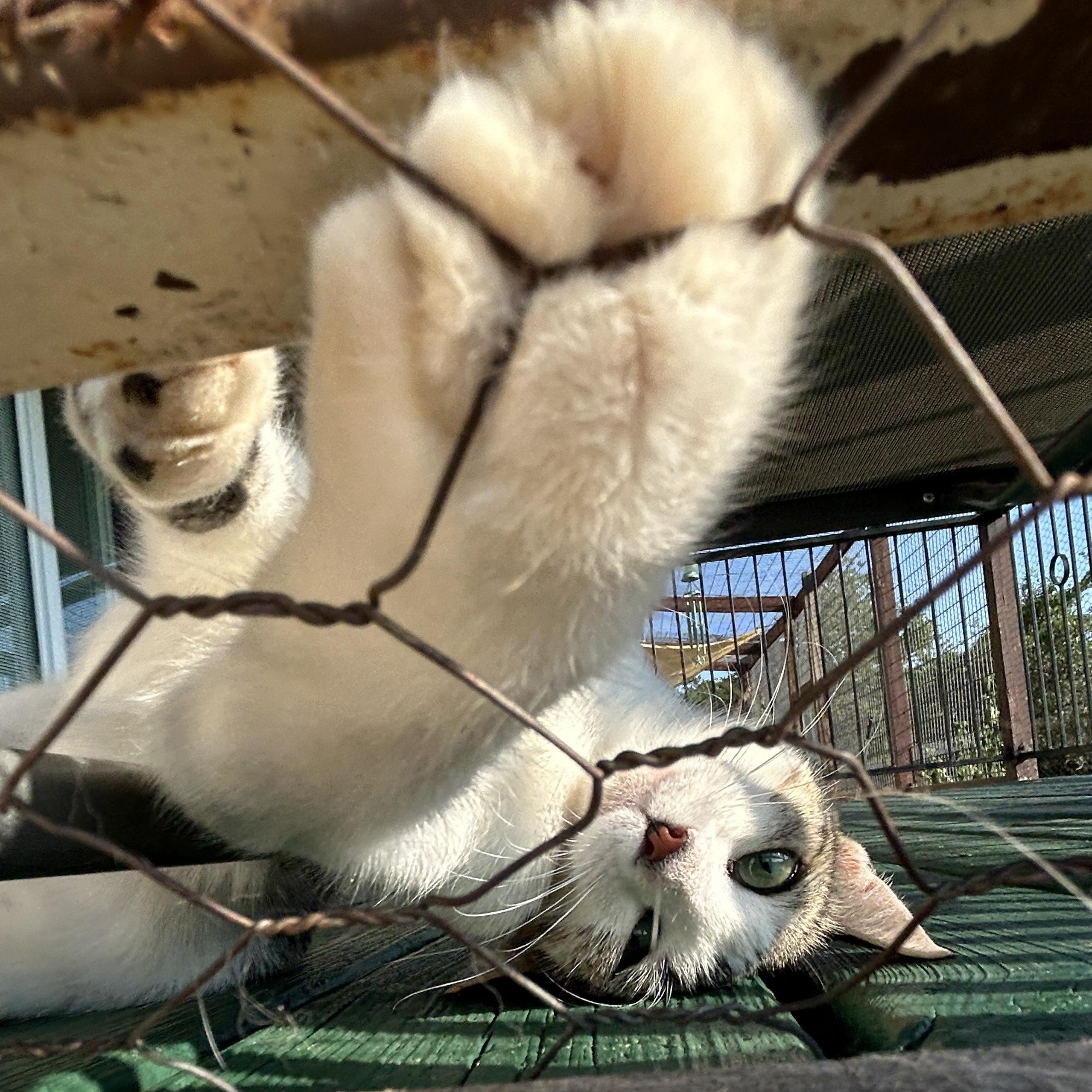 Enlarge Aphrodite, a ADOPTABLE American Shorthair in Marble Falls, TX image 1/6