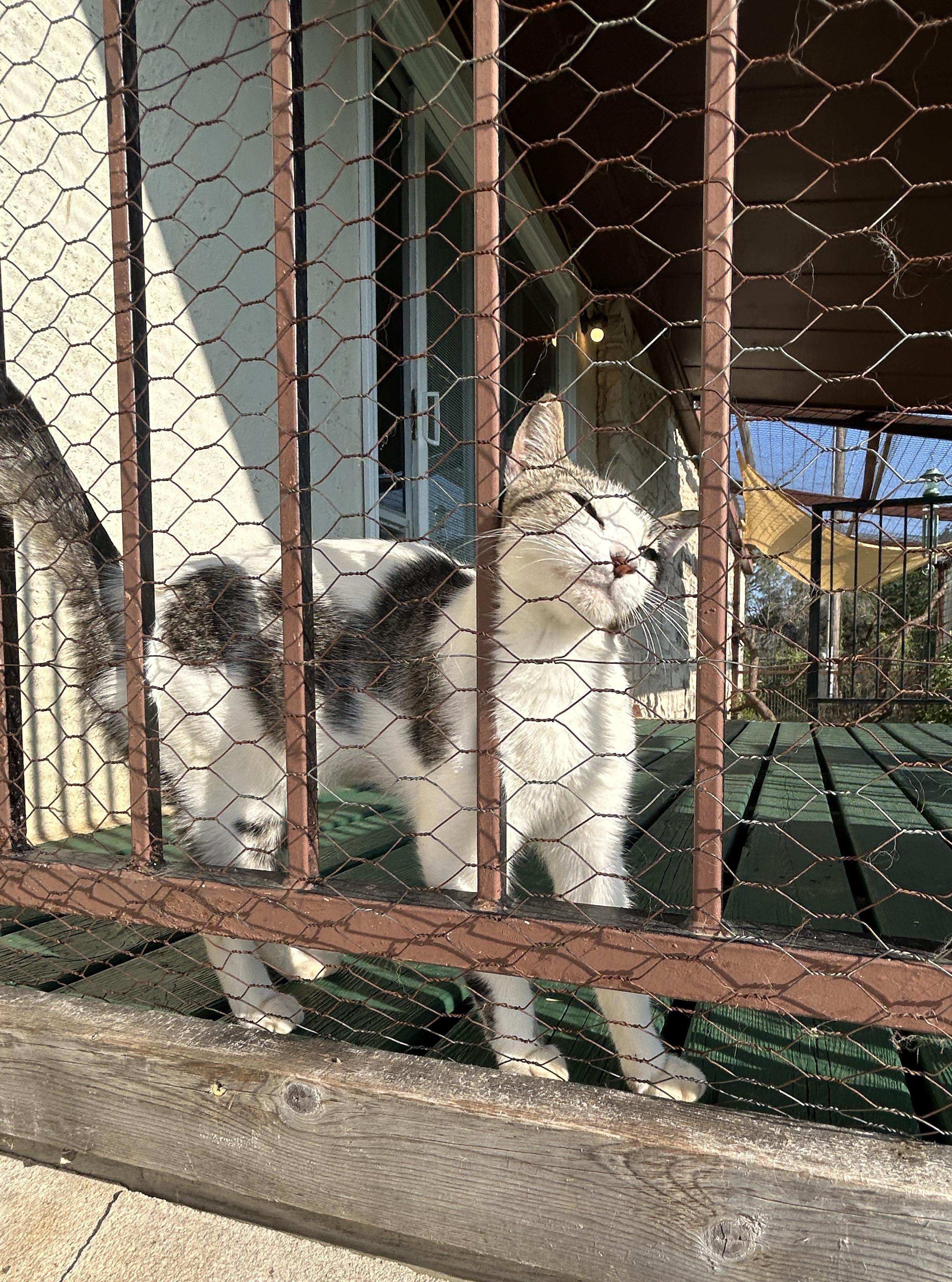Enlarge Aphrodite, a ADOPTABLE American Shorthair in Marble Falls, TX image 3/6