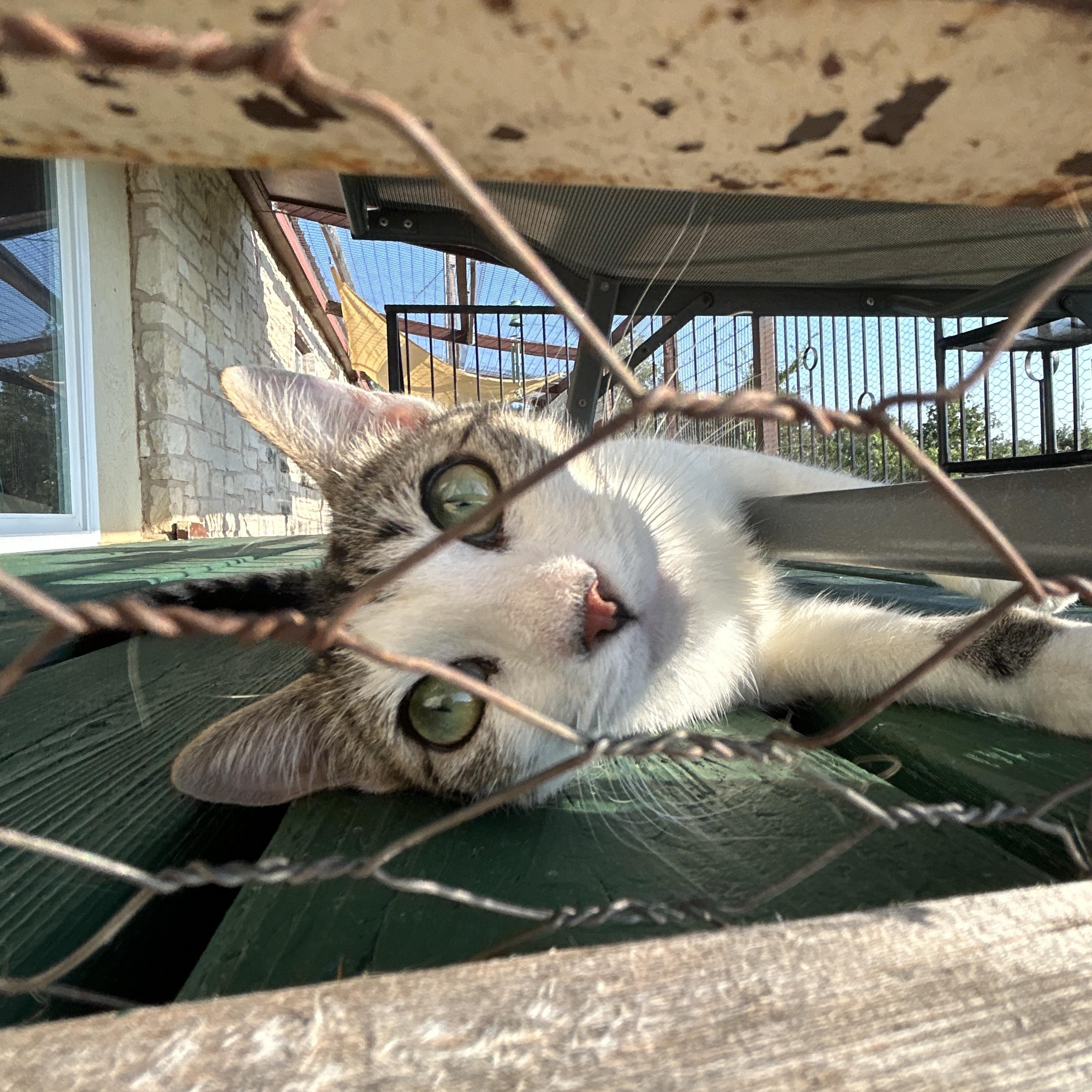 Enlarge Aphrodite, a ADOPTABLE American Shorthair in Marble Falls, TX image 6/6