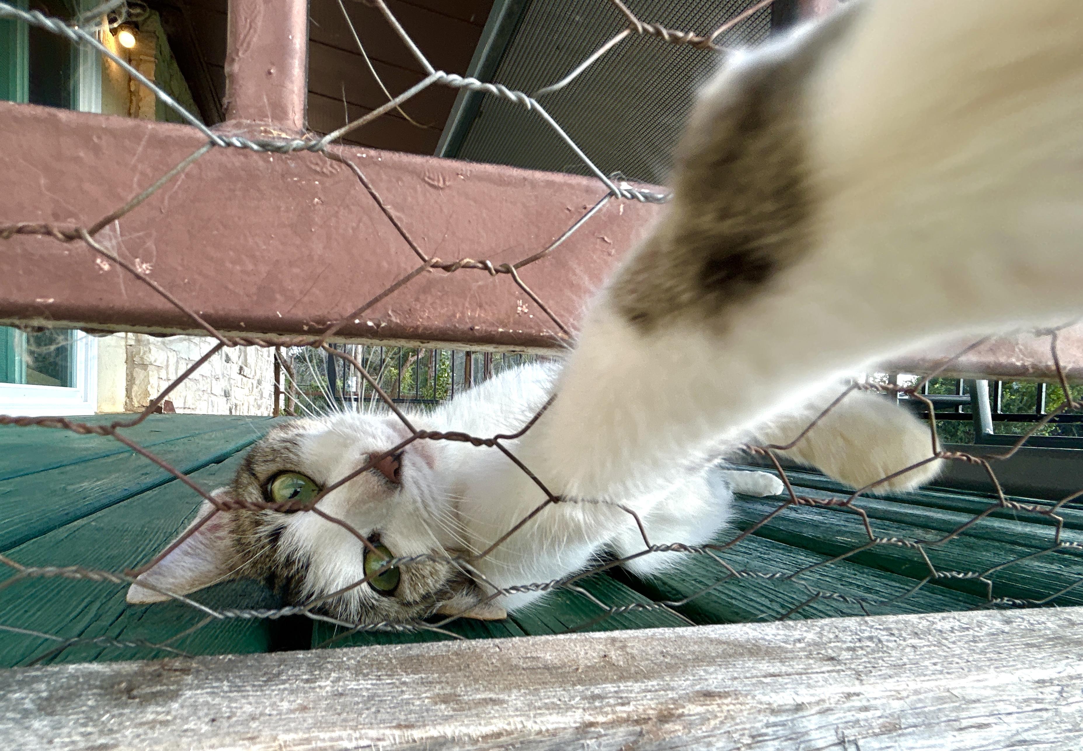 Enlarge Aphrodite, a ADOPTABLE American Shorthair in Marble Falls, TX image 5/6