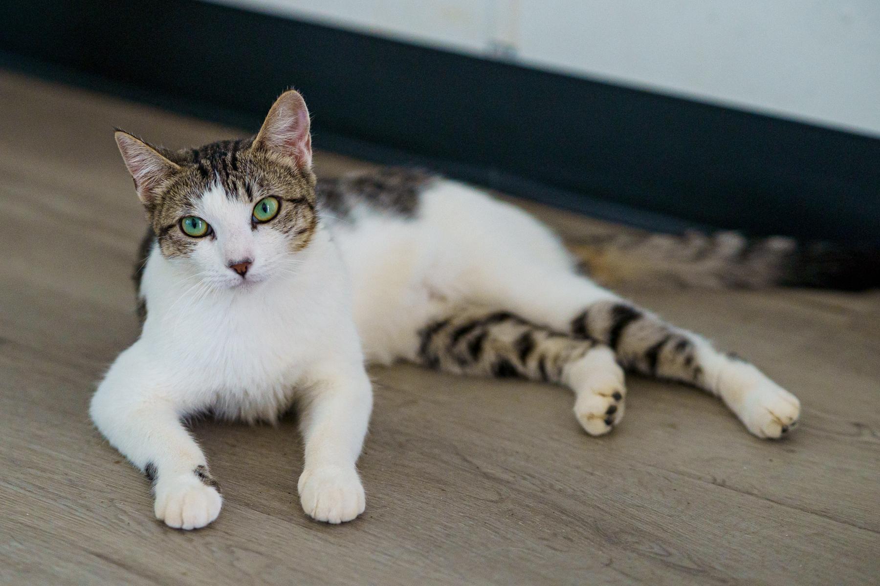 Enlarge Aphrodite, a ADOPTABLE American Shorthair in Marble Falls, TX image 2/6