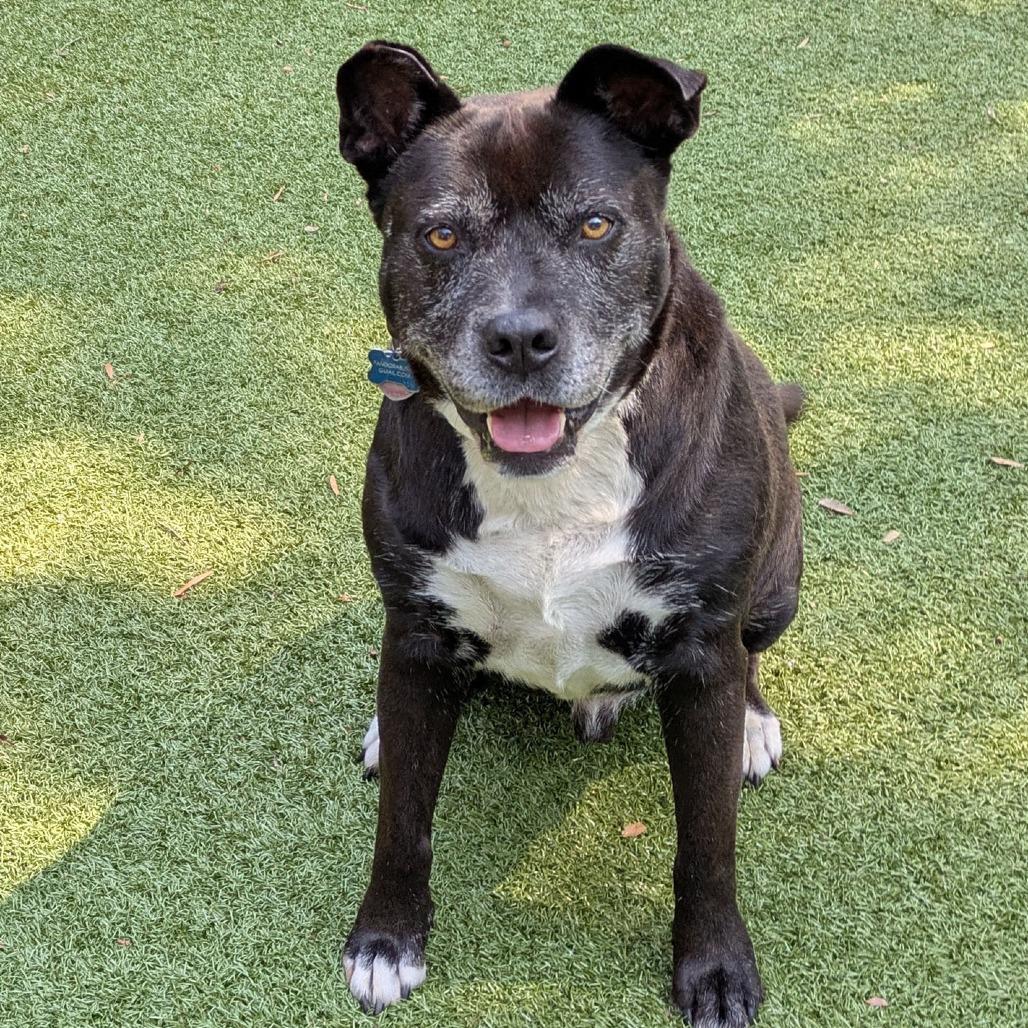 Enlarge Sammy, a Adoptable mixed breed in Charlottesville, VA image 1/3