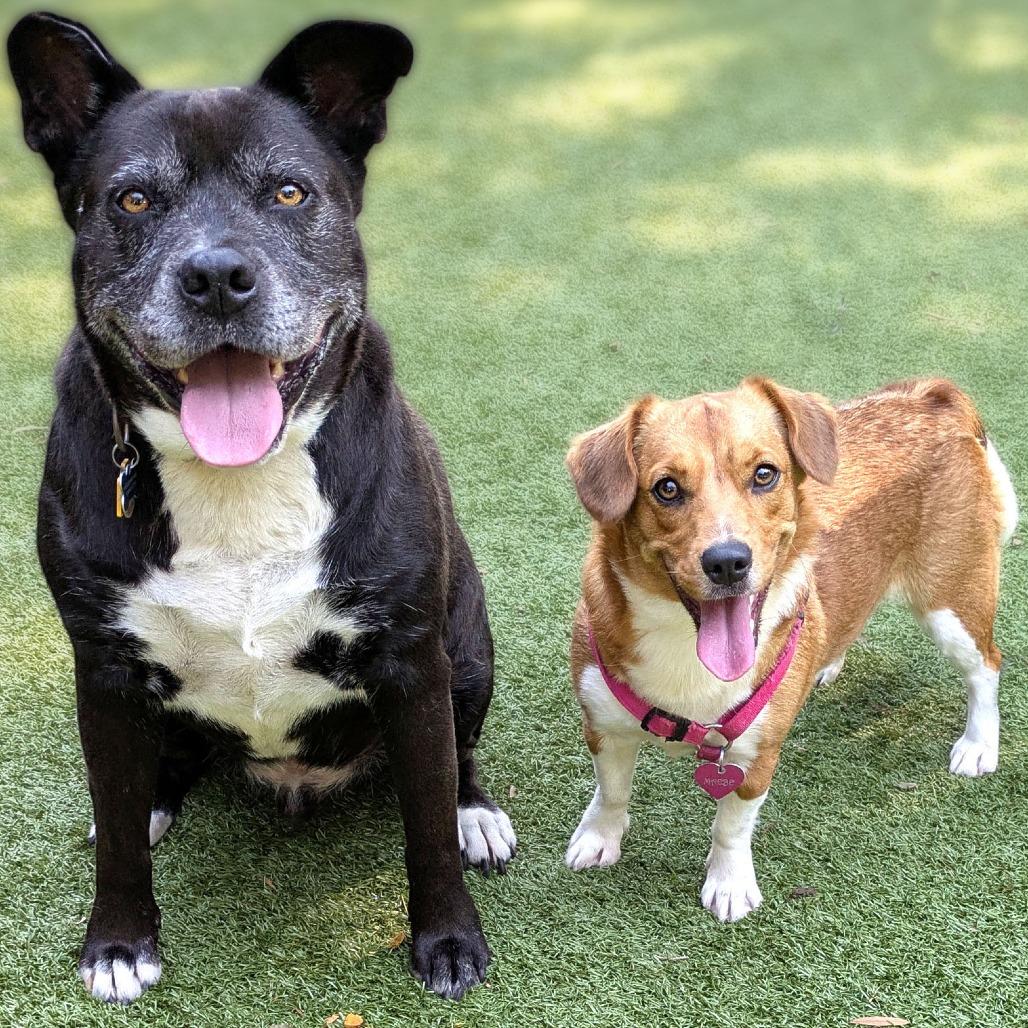 Enlarge Sammy, a Adoptable mixed breed in Charlottesville, VA image 2/3
